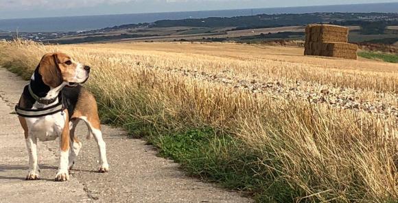 Dogs are welcome at The Juggs, Lewes