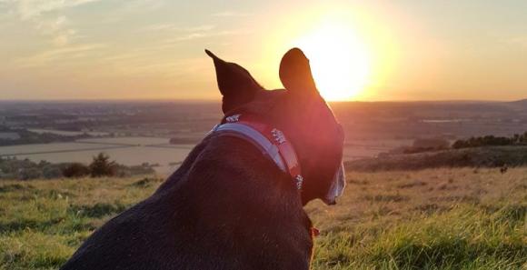 Dogs are welcome at the Kings Head, Wye